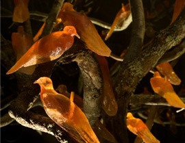 A photograph of yellow birds on a tree