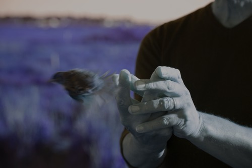 A blue, gray, black filtered image of a man who is letting a small bird out of his hands