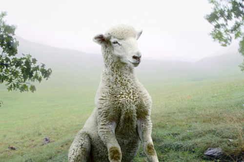 An image of a lamb sitting amongst trees in front of a misty field