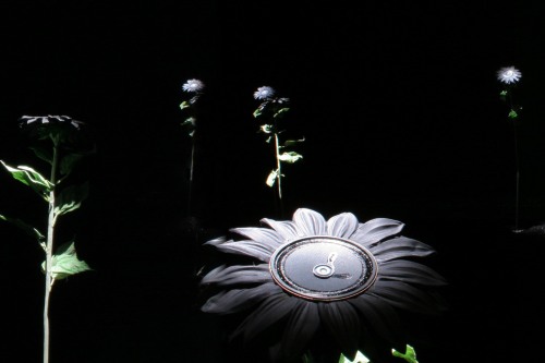 Images of a flower in a black background