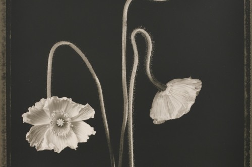 Flora: Tom Baril, Three Poppies