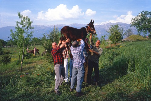 Photograph of a group of men holding up a donkey